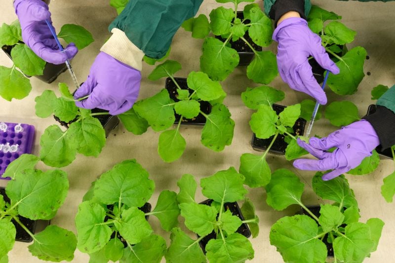 Resurrect Bio brings plant immunity back to life with AI‑driven gene editing